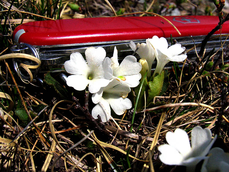 Primula daonensis / Primula di Val Daone.a fiori bianchi